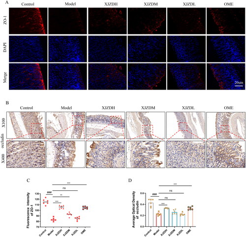 Figure 3. XJZD alleviates the disruption of gastric mucosal barrier integrity by aspirin. (A) The distribution and expression of ZO-1 were detected by immunofluorescence assay, Magnification ×400, scale bar: 20 µm. (B) The distribution and expression of occludin were detected by immunohistochemical analysis, magnification ×100 and ×400. (C) Using ImageJ software to analyse the fluorescence intensity of ZO-1. (D) Using ImageJ software to analyse the average optical density of occludin (n = 6). These data are means ± SD, ###p < 0.001 when compared with the control group. **p < 0.01 and ***p < 0.001 when compared with the model group.