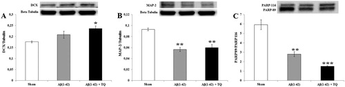 Figure 3. Representative pictures and relative amounts of (A) DCX to beta tubulin (B) MAP-2 to beta tubulin, and (C) PARP 89/116protein expressions analyzed by Western blot for all groups. Error bars indicate SEM. The degree of significance is denoted as * for p ≤ 0.05, ** for p ≤ 0.01, and *** for p ≤ 0.001.