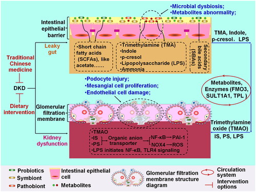 Figure 2. Interpreting the mechanism underlying diabetic kidney disease (DKD) from the interplay between gut and kidney, and the therapeutic target of DKD. GM dysbiosis and the metabolite abnormalities responsible for the leaky gut are important features of intestinal epithelial barrier disruption. Kidney dysfunction characterized by glomerular filtration membrane damage includes podocyte injury, mesangial cell proliferation, and endothelial cell damage. The common metabolites derived from microbiota include SCFAs, trimethylamine (TMA), indole, p-cresol, LPS, ammonia, and secondary bile acids (SBAs). TMA, indole, p-cresol, and LPS can directly induce gut leakage. In circulation, these compounds are converted into trimethylamine N-oxide (TMAO), indoxyl sulfate (is), and phenyl sulfate (PS) by flavin-containing monooxygenase 3 (FMO3), sulfotransferase 1A1 (SULT1A1) and tyrosine phenol-lyase (TPL). When they reach the kidney, is and PS upregulates plasminogen activator inhibitor-1 (PAI-1) expression and increases ROS levels by activating NF-κB and NOX4 signaling. LPS mainly activates NF-κB and TLR4 signaling.
