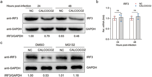 Figure 4. CALCOCO2 promotes the degradation of IRF3. (a) the protein levels of IRF3 in CALCOCO2-overexpressing cells infected with BVDV were detected at 24 and 48 hpi. (b) at 24 and 48 h post-infection, the mRNA levels of IRF3 were analysed through qPCR in both CALCOCO2-overexpressing MDBK cells and control cells. GAPDH mRNA levels served as an internal reference control. Data are shown as the mean ± SD (ns, not significant). (c). Immunoblot analysis of IRF3 protein levels in CALCOCO2-overexpressing and control cells treated with the proteasome inhibitor MG132 (0.5 μM) or DMSO for 4 h followed by infection with BVDV (MOI = 5) for 24 h.