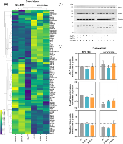 Figure 5. Changes at the molecular level after basolateral treatment of the SGGB model with H or N DU145 sEvs in serum-free or 10% FBS supplemented medium. (a) for the same samples mRNA expression of selected targets in HTB-41 clone B2 barrier after treatment with H or N DU145 sEvs for in either serum-free media or 10% FBS added basolaterally. n = 3, N = 3 pooled samples. Compressed legend. (b) Protein expression of E-cadherin, ZO-1, ß-actin and claudin-7 visualized by Western blotting. (c) Quantified protein expression levels of claudin-7, E-cadherin and zonula occludens-1 (ZO-1). Relative protein expression levels were determined by calculating relative density ratios to ß-actin and then normalized to 10% FBS control. Mean ± SEM, n = 3, N = 3 of pooled samples. E-cadherin expression between basolateral 10% FBS vs. serum-free control; p = 0.0439.
