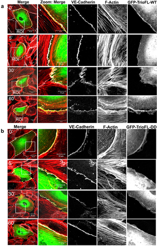 Figure 4. Phosphomimetic TrioFL-DD mutant reduces thrombin-induced Focal Adherens Junctions. HUVECs were transfected with GFP-tagged TrioFL-WT (a) or TrioFL-DD (phosphomimetic) mutant (b) as indicated. Cells were stimulated with thrombin (1 U/mL) for 5, 30 or 60 minutes or left unstimulated and then fixed, permeabilized and stained for VE-cadherin (white) and F-actin in red. ROIs (Regions of interest) show detailed phenotype of endothelial cell-cell junctions. Jagged phenotype corresponds to FAJ (focal adherence junction) phenotype. Scale bars are 20 μm (Merge) or 10 μm (Zoom).