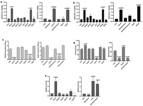 Figure 2. Mutation of sarA in LAC has the greatest effect on osteomyelitis related phenotypes owing primarily to its impact on protease production. a and b) Cytotoxicity of conditioned medium (CM) from overnight cultures of LAC and isogenic mutants was assessed using MC3T3-E1 (a) and RAW 264.7 cells (b) as surrogates for osteoblasts and osteoclasts, respectively. CM, sterile bacterial culture media (negative control), or ethanol (positive control) was mixed in a 1:1 ratio with the appropriate cell culture medium. Wells were stained with calcein-AM LIVE/DEAD Viability/Cytotoxicity Kit (Thermo Fisher Scientific). Viability is reported as fluorescence intensity/100,000. c) Biofilm formation was assessed using a microtiter plate assay and is reported as the absorbance of crystal violet staining at 595 nm (OD595). The impact of mutating rot on biofilm formation was statistically different from that of mutating sarA (p = 0.0214). d) for each strain, 1 x 106 colony forming units (cfu) was inoculated into TSB with or without 10 μg/mL indolicidin and incubated overnight with shaking. Growth was measured by the optical density at 600 nm (OD600) relative to a DMSO control for each mutant. e) 1 x 105 cfu of bacterial cells from exponential phase cultures were mixed with 1.0 ml of whole human blood. A sample was taken immediately after mixing and after a 3 hr incubation. Percent survival of each mutant was calculated and standardized relative to the results observed with LAC. The difference between the results observed with the sarA mutant and its protease-deficient derivative were not statistically significant. In all cases, statistical significance was assessed by one-way ANOVA. Numbers indicate p-values by comparison to the results observed with the LAC parent strain.