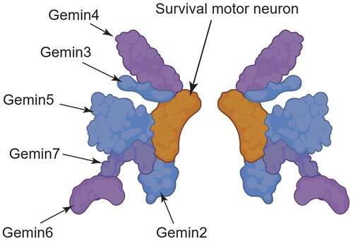 Figure 2. Schematic representation of the survival motor neuron complex.