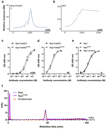 Figure 2. Quality control of the antibody constructs. A. Representative Biacore sensograms displaying monovalent TfR interaction of Bapi-Fab8D3 constructs. B. Representative Biacore sensograms displaying bivalent TfR interaction of 8D3 IgG. C. TfR ELISA analysis of bispecific antibody constructs D. Aβ ELISA analysis of bispecific antibody contructs E. Aβ ELISA analysis of monospecific antibody contructs F. Representative chromatogram of FcRn-column analysis of BapiFcRn- (purple), Bapi (blue) and positive control Omalizumab (orange).