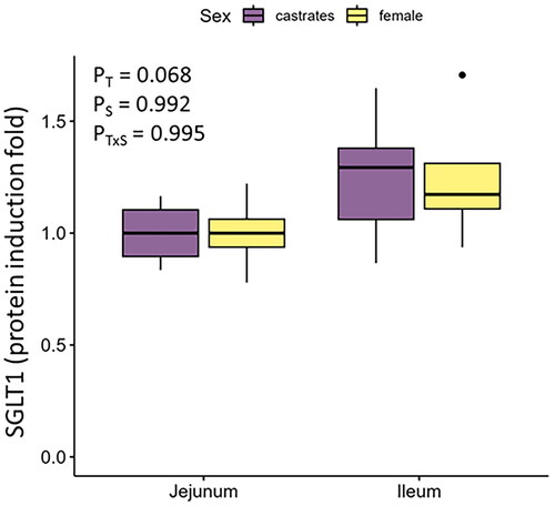 Figure 2. SGLT1 protein expression in the jejunum and ileum of female and castrated finishing pigs. T: tissue; S: sex.