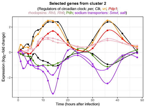 Figure F1. Temporal expression patterns of selected genes in cluster 2. Black, red, and orange lines correspond to regulators of the circadian clock (black: per, Clk; orange: vri; red: Pdp1). Pdp1 is known to reach its peak expression after vri does. Pink and green lines correspond to genes that are involved in visual perception (pink: rhodopsins Rh5, Rh6; green: retinal pigment dehydrogenase Pdh). Purple lines correspond to genes that encode sodium transporters (Smvt, salt).
