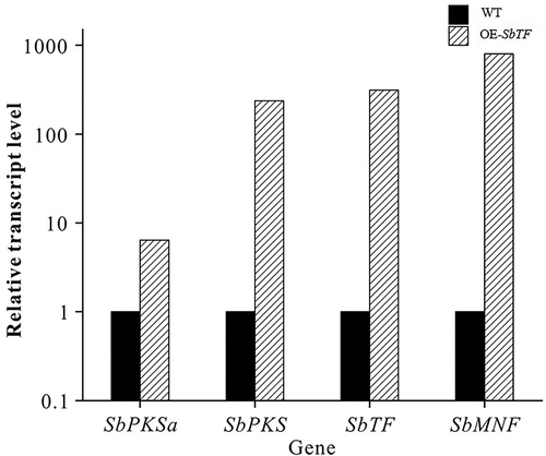Figure 6. Comparison of qRT-PCR results between wild type and SbTF-overexpressing CNUCC C72.