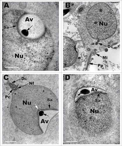 Figure 3. Late stages of round spermatid development in Pelamis platarus. (A) The acrosomal vesicle (Av) has made a deep indentation into the apical nucleus (Nu). The acrosomal granule (black arrow) is now located basally within the acrosome. A prominent subacrosomal space (Sa) develops under the acrosomal vesicle. (B,C) The centrioles (Pc, Dc), which are housed in the caudal nuclear fossa (Nf) continue to contribute to the growing principal piece (Pp). Mitochondria (Mi) start to relocate to the area next to the caudal distal centriole. Nu, nucleus; Sa, subacrosomal space; Av, acrosomal vesicle; black arrow, acrosomal granule; white arrow, subascrosomal granule. (D) At the end of the round spermatid stage, the caudal end of the nucleus begins to elongate and chromatin condenses in a fibrous fashion (Nu). The acrosomal granule (black arrow) has reached its maximum size within an acrosomal vesicle (Av) that has collapsed on to the apical nuclear surface. Sa, subascrosomal space. Bar = 2 µm for all micrographs.