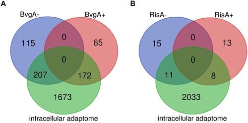 Figure 4. Comparison of the intracellular adaptome with BvgAS and RisAK regulons. (a) Venn diagrams showing the number of genes differentially expressed in intracellular B. pertussis cells at least at one time point (intracellular adaptome), the number of B. pertussis genes repressed (BvgA−) or activated (BvgA+) by the BvgAS system (reference [Citation9] in the manuscript), and the overlap between each dataset. (b) Venn diagrams showing the number of genes differentially expressed in intracellular B. pertussis cells at least at one time point (intracellular adaptome), the number of B. pertussis genes repressed (RisA−) or activated (RisA+) by the RisAK system (reference [Citation48] in the manuscript), and the overlap between each dataset.