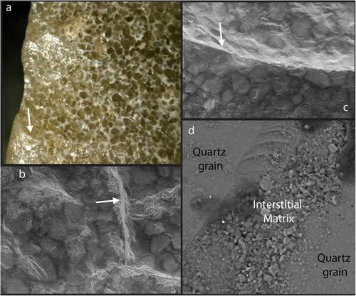 Figure 3 (a) Low magnification of patinated surface of GlQl-3:11 showing how quartz grains remain clear, while interstitial matrix turns a cream color. The arrow in (a) shows rounding created by the abrasion of arrises and edges of this artifact; (b) SEM image showing the abrasion affecting an arris on GlQl-3:2; (c) SEM image of GlQl-3:2 showing quartz crystals and matrix within a plow damage chip, where abrasion on the arris is absent; (d) Quartz grains and patinated matrix sampled on GlQl-3:2. Note the conchoidal microfracture occurring across the matrix and quartz grain, upper center, as well as the particles adhering to the matrix surface between the quartz grains. Photographed courtesy of the Royal Alberta Museum.