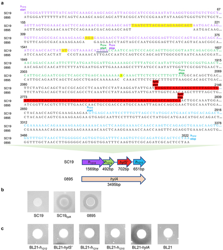 Figure 1. Sequence analysis of the genomic region encoding HylA of S. suis and hyaluronidase activities of HylA and the products of truncated HylA. (a) Analysis of nucleic acid sequence of the genomic region encoding HylA of S. suis. Upper panel shows the sequence comparison of S. suis SC19 and another clinical isolate 0895. Letters with yellow shading highlight the differences in these two sequences. The region encoding HylA in the SC19 genome was split into four genes (h1215, h1214, hylS’ and h1212) as indicated in the sequences and in the gene location figure in the lower panel. (b) Hyaluronidase activities of different S. suis strains. Compared with the strain 0895 with intact hylA and strain SC19hylA with intact hylA instead of truncated hylA, no halo around the growth area of SC19 could be observed, indicating that SC19 had no hyaluronidase activity. (c) Hyaluronidase activities of the proteins of H1212, HylS,’ H1214, H1215 and HylA when expressed in E. coli BL21. The genes encoding H1212, HylS,’ H1214, and H1215 were amplified from SC19 and the gene encoding intact HylA was amplified from 0895. The genes were cloned into plasmid pET28a and transformed into BL21. The hyaluronidase activities of BL21 containing different recombinant proteins were analysed. There was no halo around the growth area of BL21 and BL21 containing H1212, HylS,’ H1214 or H1215, indicating none of these proteins had hyaluronidase activity. BL21 containing intact HylA was used as the positive control. All the experiments were performed in triplicate.