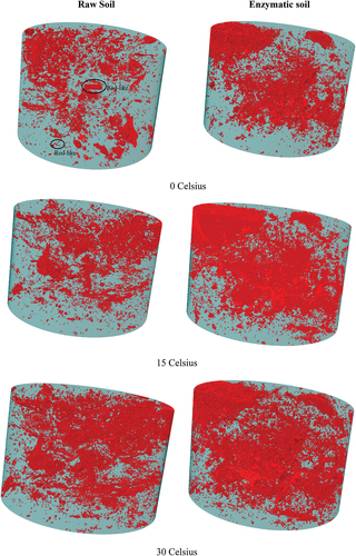 Figure 6. Three-dimensional images for raw and enzymatic soil mixtures at different elevated temperatures.