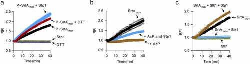 Figure 4. Phosphorylation inhibits the enzymatic activity of SrtA in vitro. (A) Effect of Stp1 and DTT on the enzyme activity of phosphorylated SrtAΔN24 (P~SrtAΔN24) in vitro. P~SrtAΔN24 was purified from E. coli-expressed SrtAΔN24 that has been phosphorylated by the cell lysates of Δstp1 strain. Stp1 and DTT were respectively added to the reaction mixture in order to dephosphorylate P~SrtAΔN24. (B) Effect of AcP-treatment on the in vitro enzyme activity of SrtAΔN24. Purified SrtAΔN24 expressed in E. coli was treated by AcP (25 mM) as described in materials and methods. Stp1 was added to the reaction mixture in order to dephosphorylate the AcP-mediated phosphorylation of SrtAΔN24. (C) Effect of Stk1KD and Stp1 on the enzyme activity of SrtAΔN24 in vitro. Recombinant Stk1KD was added to the reaction mixture in order to phosphorylate SrtAΔN24 while Stp1 was added in order to dephosphorylate SrtAΔN24. In (A) to (C), a fluorescently self-quenched peptide, Abz-LPETG-Dnp, was used to mimic the surface protein substrate, which contains a LPETG sorting signal. When Abz-LPETG-Dnp is cleaved by SrtA, the fluorophore Abz group is released from the quencher Dnp group, and an enhanced fluorescence signal was detected. RFI, relative fluorescence intensity.