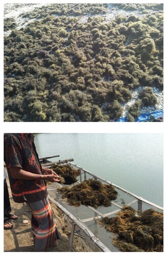 Figure 6. Drying methods for Eucheuma cottonii (in Madura Island) and Gracilaria verrucosa (inSidoarjo City), East Java, Indonesia. (Own photos).