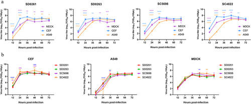 Figure 3. Growth kinetics of the four H5N6 viruses in three cell types of cells. (a) growth curves of the same H5N6 strain in three different cells. (b) growth curves of the four H5N6 viruses in the same cell type. CEF, MDCK, and A549 cells were each infected with the four H5N6 viruses at the MOI of 0.001. After virus adsorption of 1.5 h, infected cells were cultured in serum-free DMEM for 12–72 h. Virus titres were measured at 12, 24, 36, 48, 60, and 72 h post-infection (hpi), and expressed as mean (n = 3) ± standard deviation. In panel a, purple *means MDCK versus CEF, yellow *means MDCK versus A549, and blue *means CEF versus A549. In panel b, blue *means SD0261 versus SC4822, purple *means SC5698 versus SC4822, yellow *means SD0263 versus SC4822, red *means SD0261 versus SC5698. Different numbers of *denote different p-value thresholds (*<0.05, **<0.01, ***<0.001, ****< 0.0001).
