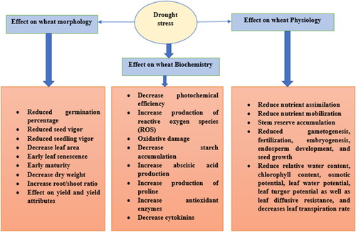 Figure 1. Effect of drought stress on morphology, physiology, and biochemistry of wheat.