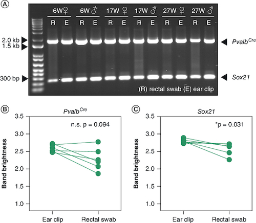 Figure 5. Ear clipping produced brighter Sox21 bands than rectal swabbing, but both techniques produced PvalbCre bands of statistically comparable brightness.(A) Sample gel including PCR-amplified rectal swab and ear clip samples from 6 rats of different sexes and ages (W: weeks). (B) Paired scatter plot of PvalbCre band brightness on PCR versus DNA collection technique (n.s. p = 0.094). (C) Paired scatter plot of Sox21 band brightness on PCR versus DNA collection technique (p = 0.031). Statistical testing was conducted using the Wilcoxon signed-rank test.