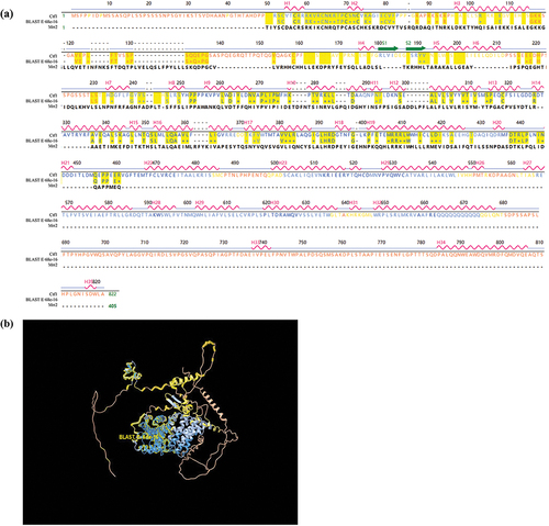 Figure 1. Structural comparison of Ctf1 and Mrr2. (a) Primary and secondary structure of Ctf1 and comparison of the amino acid sequences of Ctf1 with Mrr2. Ctf1 consists of 822 amino acids with 35 α-helices (H1-H35) and 2 β-folds (S1 and S2); Mrr2 consists of 405 amino acids; BLAST, E:6.8e-16 indicates the homologous sequence. (b) Protein structural modelling of Ctf1. The centre is a highly conserved zinc finger structure containing an intermediate homology region on the outside. Bold yellow lines (BLAST, E:6.8e-16) indicate the homologous sequence.