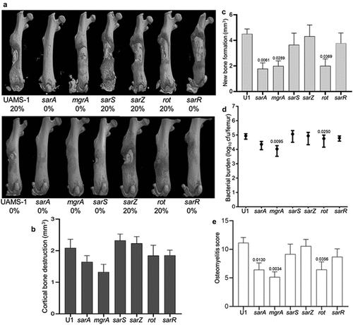 Figure 3. Mutation of sarA, mgrA, or rot in UAMS-1 results in attenuation in a murine osteomyelitis model. a) Femurs were harvested from mice 14 days post-infection and imaged by µct. Top and bottom panels are randomly chosen images mice from each experimental group obtained from two independent experiments. Numbers below each panel denote the percentage of broken bones observed in each experimental group. b and c) Quantitative analysis of cortical bone destruction (b) and new bone formation (c) of intact bones. d) Bacterial burdens were determined by homogenization and plating after µct and reported as the average ± the standard error of the mean (SEM). No statistically significant difference was observed in bacterial burdens with the sarA mutant, but a downward trend was evident (p = 0.0526). e) Overall osteomyelitis (OM) scores were calculated to allow inclusion of both intact and broken bones. In all cases, statistical significance was assessed by one-way ANOVA. Numbers indicate p-values by comparison to the results observed with mice infected with the UAMS-1 parent strain.