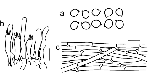 Figure 10. Microscopic features of Tricholomopsis glabra (type, HKAS 129,332). (a) Hymenium; (b) Basidiospores; (c) Pileipellis. Bars: a – b = 10 μm; c = 20 μm.