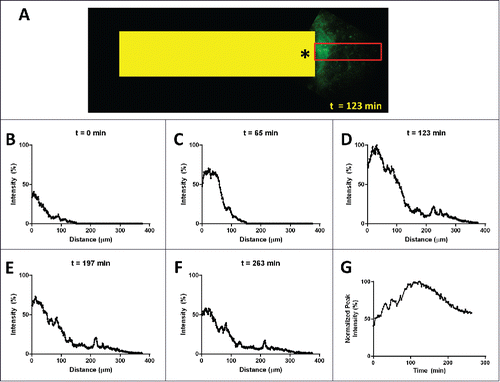 Figure 8. Spatial and temporal extent of the gradient in vivo. (A) Intravital multiphoton image of fluorescently labeled EGF (green signal) diffusing from the outlet (asterisk) of an implanted device (yellow box, 1.3mm wide). Line averaging the EGF signal within the red box produces plots (B-F) showing the onset (B) and (C), the peak at 123 min (D) and the initial decline (E) and (F) of the gradient. (G) Plotting the peak value for each time point shows the temporal extent of the gradient which lasts well in excess of 4 hours.