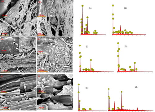 Figure 5. (a–d) SEM-EDS of unmodified and modified surfaces of the bagged sorbent material respectively, (e–h) SEM-EDS of unmodified and modified surfaces of the plantain pseudo-stem fiber respectively, and (i–l) SEM-EDS of the unmodified and modified surfaces of the sugar cane fibers respectively.