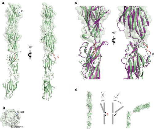 Figure 5. Structural analysis of the T-antigen interface within the polymerized pilus. (a) Ribbon diagram of the T18.1 dimer show that pilins stack end-on-end. The electron density of the sortase motif (S) connecting the two pilins is only partially interpretable. (b) Top view of the T18.1 dimer showing a 120° rotation between each pilin along the long axis, which is identical to that measured in T1 antigen crystal packing [Citation21]. (c) The interface between the two T18.1 pilin monomers (green) is virtually identical to the T1 crystal packing interface (magenta), as is the distance between the pilin lysine (k) and the C-terminus of the next pilin (dashed line). (d) The small interface supports a model in which T-antigen inter-pilin contacts are relatively weak, potentially functioning like a knee joint whereby the pilin flexes in only one direction as the covalent isopeptide bond prevents bending in the opposite direction, or complete disassociation. The 120° rotation between each successive pilin allows 360° flexibility along the length of the pilus. (T18.1 = green, T1 = magenta, K = pilin lysine, S = sortase motif).