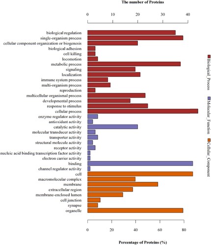 Figure 7 GO analyses of protein functions in W vs. M. The GO functional annotations of 48 differentially expressed proteins in W vs. M. The 48 differentially expressed proteins were classified from three aspects: biological processes, molecular functions, and cellular components.