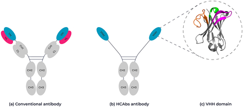 Figure 1. Schematic representation of a conventional antibody vs a camelid-derived heavy chain-only antibody. (A) Conventional antibodies are composed of two heterodimeric chains, two identical heavy chain fragments consisting of the constant heavy domains CH1-CH3 and the antigen binding variable heavy domain (highlighted in pink) and two identical light chains composed of a constant light-chain domain and a variable light chain domain (highlighted in blue). (B) HCAb antibodies are composed of two identical heavy chain-only fragments that lack a CH1 domain and only have a single variable heavy domain (VHH). (C) Ribbon representation of the crystal structure of a VHH domain (PDB: 1I3V) showing the complementary-determining loops, CDR1 in green, CDR2 in magenta and CDR3 in orange. Framework regions are shown in gray. 3D structure created using Pymol.