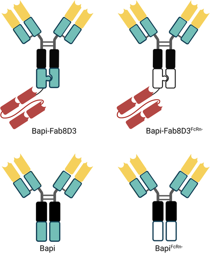 Figure 1. Schematic visualization of the antibody design. All antibodies were based on the variable domains of Bapi in yellow, with the addition of a Fab8D3 fragment in red for bispecific variants. A black box represents mutations in the CH2, reducing the effector functions; knobs-into-holes design is visually represented by a knob and a corresponding hole; a green box represents non-mutated constant region whereas a white box indicates FcRn mutation in CH3.