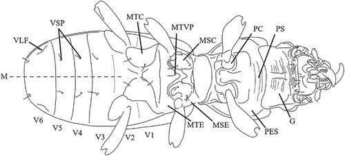 Figure 4. Ventral view of a Mecodema specimen showing specific morphological structures, excluding taxonomic structures indicated in detail figures, used in the species descriptions. VLF = ventrite lateral foveae; VSP = ventrite setose punctures; MTC = metacoxa; MTVP = metaventrite process (with carina); MSC = mesocoxa; PC = procoxa; PS = prosternum; G = gena; PES = proepisternum; MSE = mesepisternum; MTE = metepisternum; V1–V6 = ventrites 1–6 (ventrites 1–3 may be fused); M = midline (dashed line, not a taxonomic structure) [Reproduced from Seldon & Buckley (Citation2019) with permission from copyright holder, Zootaxa].