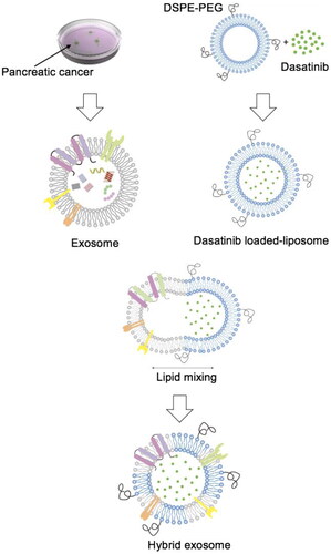 Figure 1. Schematic representation of dasatinib-loaded hybrid exosome construction. Exosomes were collected from cell culture supernatant after 48 h by combination ultracentrifugation with ExoQuick precipitation method. Dasatinib liposomes were prepared by thin film lipid hydration followed by sonication and extrusion. Exosomes were fused with dasatinib-liposomes via 10 freeze-thaw cycles.