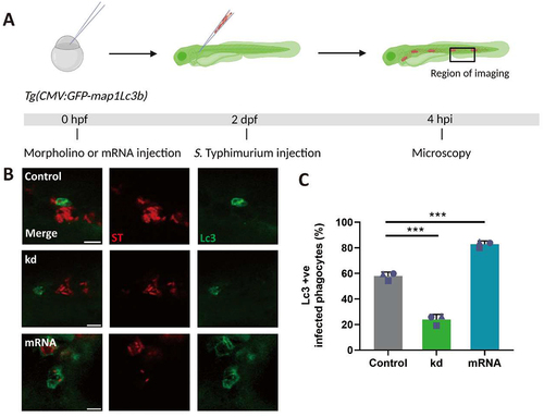 Figure 2. Dram1 promotes GFP-Lc3 associations with Salmonella in macrophages of the zebrafish. (A) Workflow and timeline of experiments in B-C. (B) Representative confocal micrographs of Tg(CMV:GFP-maplc3b1) embryos from dram1 knockdown, overexpression and control groups infected with mCherry-expressing S. Typhimurium (ST) at 4 hpi. Scale bar = 5μm (C) Quantification of GFP-Lc3-Salmonella associations at 4 hpi. Error bars represent SD. The bar graph shows the data from three independent experiments, where the mean of each replicate is indicated with a different symbol (n= 15 embryos/group). Statistical significance is analyzed by one-way ANOVA and pairwise comparison with Dunnett correction. (***p<0.001).