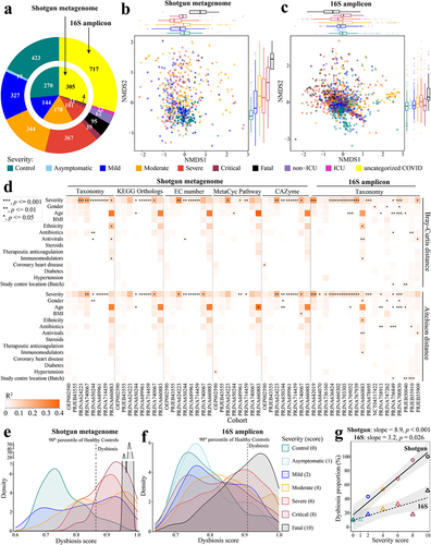 Figure 1. Altered gut microbiome of COVID-19 patients is associated with disease severity. a. Distribution of disease severity categories across eight shotgun metagenome cohorts (inner circle) and twenty-three 16S rRNA gene amplicon sequencing cohorts (outer circle). Non-metric multidimensional scaling (NMDS) of microbiome-severity correlation based on species-level bray-curtis dissimilarity of B pooled shotgun metagenomes (n = 718) and C pooled 16S rRNA gene amplicon sequencing samples (n = 1,698) with known disease severity (See Extended Data Fig. S1a,b for the same analysis but including uncategorized COVID-19 samples, and Extended Data Fig. S2 and Fig. S3 for individual cohorts, respectively); colored boxplots on the top and the right represent Bray-Curtis dissimilarity by disease severity in the first and second ordinations respectively. d. COVID disease severity is significantly associated with differences in the microbiome i.e. taxonomy and function (KO, EC, pathway, and CAZyme) across cohorts (first stool sample only from each subject); taxonomy analysis is based on Bray-Curtis dissimilarity matrices computed on relative abundance, and Aitchison dissimilarity matrices computed on centered log-ratio (CLR) transformed absolute abundance with covariate adjusted and marginal sums of squares applied where appropriate. Global distribution of microbial dysbiosis scores as a measure of disease activity based on e shotgun metagenomes with known disease severity and f. 16S rRNA gene amplicon sequencing samples with known disease severity (See Extended Data Fig. S4a,b for the this analysis including uncategorized COVID-19 samples). g. Microbiome dysbiosis proportion is positively related to disease severity (linear model; data underlying this plot can be found at Extended Data Fig. S4a,b).