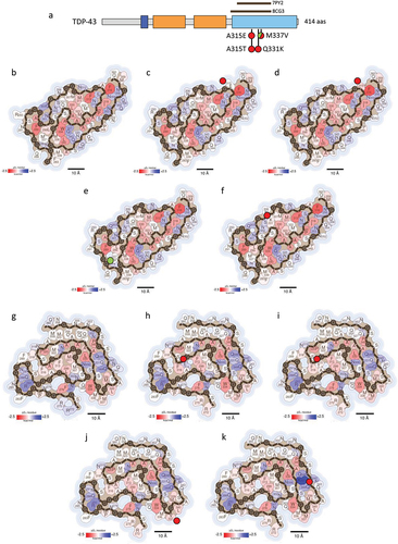 Figure 5. Impact of TDP-43 disease-associated mutations on fibril stability. (a) domain organization of TDP-43. The residues encompassed by the amyloid core of two ex vivo fibril structures of TDP-43, derived from patients with ALS-FTLD (PDB 7PY2) [Citation27] and type A FTLD-TDP (PDB 8CG3) [Citation28], are indicated with brown bars. b-k) stabilization energy maps of the ALS-FTLD (b-f) and type A FTLD-TDP (g-k) amyloid fibrils. The structures of the WT (b and g) and their corresponding disease-associated mutants A315E (c and h), A315T (d and i), M337V (e and j) and Q331K (f and k) are shown. The structures are colored according to the energy values, as described in figure 2. In a-k), the nature of the disease-associated mutations is indicated with green (stabilizing) or red (destabilizing) filled circles.