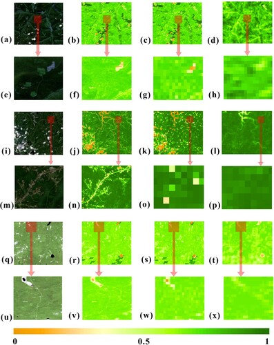 Figure 7. Comparing the FVC estimated using PDKDM-A with the FVC products (PROBA-V) for the deciduous forests. (a), (e), (i), (m), (q) and (u) are the images of deciduous forests and mixed forests composed of RGB band. (b), (f), (j), (n), (r) and (v) are FSR FVC estimated by PDKDM-A from Sentinel-2 images. (c), (g), (k), (o), (s) and (x) are up-scaling images for FSR FVC estimated by PDKDM-A. (d), (h), (l), (p), (t) and (x) are FVC products (PROBA-V). (a-h) Deciduous needleleaf forests, (i-p) deciduous broadleaf forests, and (q-x) mixed forests.