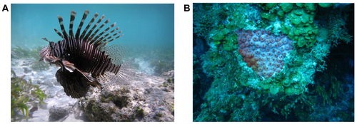 Figure 4 The invasive lionfish Pterois volitans eats native fish in the Caribbean (A). Caribbean reefs are shifting toward algal dominance, partially through the suppression of herbivorous fish (B).