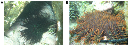 Figure 3 The spread of Centrostephanus rodgersii sea urchins due to sea surface warming has created ‘Barrens’ in Tasmania (A).Citation119 Acanthaster planci starfish seem resilient to rising CO2 levels but their outbreaks result in mass coral mortality on the Australian Great Barrier Reef (B).Citation123