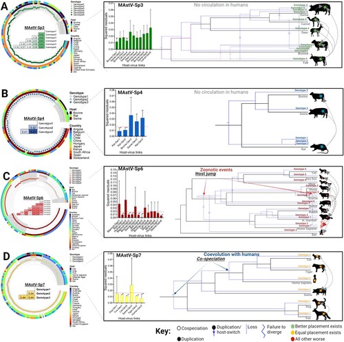 Figure 3. Genotypic demarcation of mamastrovirus species in relationship to their host and evolutionary reconstruction. (A-D) (left panels) Phylogenetic trees based on the whole genomes of MAstV-Sp3, MAstV-Sp4, MAstV-Sp6, and MAstV-Sp7 species, reconciled by the PASC distribution and the genetic distances (coloured table merged into the phylogenetic tree). Different genotypes (grey shading in each defined cluster and tips of the tree) for each species, host of isolation (inner ring) and geographic distribution (outer ringer) are all indicated in the phylogeny. (A-D) (right panels) Contributions of each host-virus (at the genotype level) link to the procrustean fit (centre)-jackknifed squared residuals (bars) and the upper 95% confidence intervals (error bars) resulting from applying PACo to patristic distances. Links supported among the mamastrovirus genotypes and their respective hosts are indicated by an asterisk (*). The MSQR values obtained for each viral species is represented by a red-dashed line. Resolution of the mamastrovirus phylogeny with their hosts is based on the methodology implemented in JANE. All possible codivergence, extinction, host-jumping, and lineage duplication events are described in the JANE Manual (see Supplementary Material Figures S3-S6 for clarification). A summary of the most relevant events linked to host-switch are denoted with grey dashed arrows. Host-jump events into the human population are denoted as zoonotic events. Co-speciation between MAstV-Sp7G3 (which included all the previous classified human astroviruses) and the human population is also denoted. For host species in which a genotype-host link was supported by the procrustean fit, those acting as the donor host during the jump events are located at the beginning of the arrows.