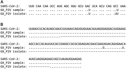 Figure 1. Sequence comparisons between SARS-CoV-2, the original GX_P2V sample and the pangolin coronavirus GX_P2V isolate. The GX_P2V isolate (GX_P2V(short_3UTR)) is a variant with two interesting mutations: one nonsynonymous mutation (C to U) in the final amino acid codon of the nucleoprotein and one 104-nt deletion in the 3'-UTR. (A) Alignment of the 3'-terminus sequences of the nucleoprotein genes. (B) Alignment of the partial 3'-UTR sequences. Dots represent residues that are identical to those in SARS-CoV-2 and hyphens represent nucleotide deletions.