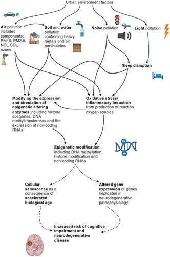 Figure 2. The biological pathways involving epigenetic mechanisms which link urban environment pollutants and neurodegenerative disease.