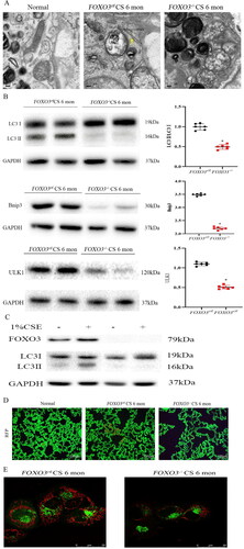 Figure 4. FOXO3 deletion reduces autophagy. (A) EM images depicting autophagosomes (yellow arrows) in airway epithelial cells of FOXO3ctl mice 6 months after CS exposure. (B) Decreased levels of ULK1, Bnip3, LC3II and LC3I proteins were found in the lungs of FOXO3-/- mice (n = 4) (*p < 0.05, FOXO3-/- with FOXO3ctl, two-tailed Student’s t-test). (C) Primary cultures were established using cells isolated from the healthy lungs of 3-week-old FOXO3ctlmice and the lungs of FOXO3-/- mice exposed to 1% CSE for 36 h.FOXO3ctlcells demonstrated a considerable increase in LC3II/LC3I ratio compared to cells exposed to control air (p < 0.05). FOXO3-/- cells had insignificant changes in the LC3II/LC3I ratio (p = 0.31) (n = 6). Two-tailed Student’s t-test was performed for statistical analysis. (D) The autophagy reporter CREL mice were bred with FOXO3ctl and FOXO3-/- mice and exposed to CS as mentioned earlier. FOXO3-/- mice had fewer RFP dots. A considerably higher number of RFP dots was observed in the airway epithelial cells of FOXO3-/- mice (scale bar = 100 μm). (E) RFP dots in primary cultural cells indicated that FOXO3-/- cells contained fewer dots. In comparison, more RFP dots were observed in FOXO3ctl cells (scale bar = 25 μm).