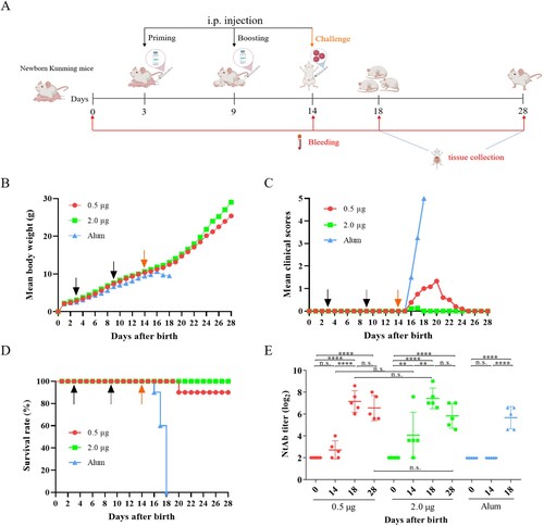 Figure 6. Protective efficacy of inactivated CV-A10 vaccine in the CV-A10 active immunized-challenged mouse model. (A) The animal experiment was performed as the schematic diagram showed. Kunming mice (n = 10) were primed and boosted via i.p. route at low or high dose (0.5 or 2.0 μg/mouse) on days 3 and 9, and challenged at a dose of 25 LD50 (4.8 × 109 CCID50/mouse) on day 14. Control groups were immunized with Alum. The dates of vaccination and challenge were indicated by black and orange arrows, respectively. Bleeding (red arrows) was performed on days 0, 14, 18 and 28. The Alum-inoculated mice were euthanized before dying on day 18 to collect the sera. Tissues collection (blue lines) was performed on days 18 and 28. The body weight changes (B), clinical scores (C) and survival rate (D) were monitored daily until 14 days post-infection. (E) NtAb titres of the sera collected at different time points (n = 5 for each group) were determined and presented as the GMT (the solid line) ± SEM. For the convenience of figure presentation, NtAb titres below 8 were assigned to 2. Each symbol represented a mouse. **, **** and n.s., indicating P < 0.01, P < 0.0001 and no significant difference, respectively.