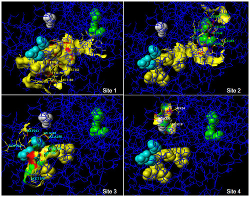 Figure 7 The possible binding-sites (spacefill models) of ENR enzyme from Mycobacterium tuberculosis; site 1, yellow; site 2, green; site 3, cyan; site 4, white.