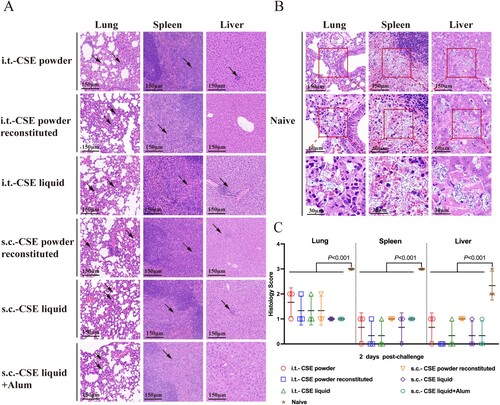 Figure 6. Pathological changes in tissues of CSE vaccine-immunized mice after aerosolized B. anthracis spore challenge. Mice (three per group) were euthanized day 2 post 100 × LD50 i.t. B. anthracis spore challenge. Portions of lungs, spleens, and livers were collected. (A) H&E staining of tissues from vaccinated mice. Black arrows indicate neutrophil or lymphocyte infiltration. (B) H&E staining of tissues of control mice. Red square indicates enlargement. (C) Tissue sections were evaluated as follows: 0, no pathological lesions; 1, minimal; 2, mild; 3, moderate; 4, severe.