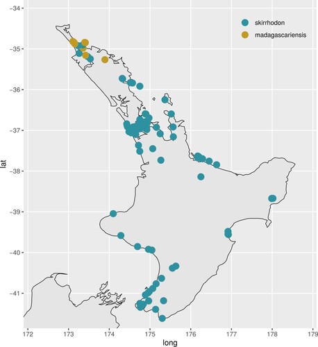 Figure 4. Detailed map of the North Island of New Zealand showing geocoded specimens of Senecio madagascariensis (yellow) and S. skirrhodon (blue) from the Australasian Virtual Herbarium (accessed October 2022). One specimen with coordinates in the ocean has been removed.