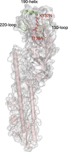 Figure 5. Modeling structure of the ectodomain of HA molecule of the human H9N2 isolate. The structure was modelled by a homology modelling method using A/swine/Hong Kong/9/98 as a template (PDB ID: 1JSD) in SWISS-model. K137N and T138A (H3 numbering) in the receptor binding domain (RBD) were labeled in red color. The RBD includes three secondary elements, 130-loop, 190-helix, and 220-loop, forming the edge of RBD, and four conserved residues, 98Y, 153W, 183H, and 195Y which form the base element.