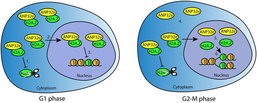 Figure 6. Model of ANP32e cell cycle functions related to H2A.Z. In G1 phase (left), ANP32e associates with H2A.Z in the cytoplasm and nucleoplasm. In the cytoplasm, ANP32e prevents the degradation of H2A.Z (1), which promotes its import into the nucleus (2). In the nucleus, ANP32e binding to H2A.Z prevents its incorporation into chromatin (3). In G2-M phase (right), the amount of H2A.Z protein associated with ANP32e in the cytoplasm is halved because of the decrease in the total abundance of H2A.Z protein (4). In the nucleus, the interaction between ANP32e and H2A.Z also decreases (5). However, this is not because of the decrease in the abundance of H2A.Z protein during G2-M. Release of H2A.Z from ANP32e allows the incorporation of H2A.Z into chromatin after DNA replication (6).