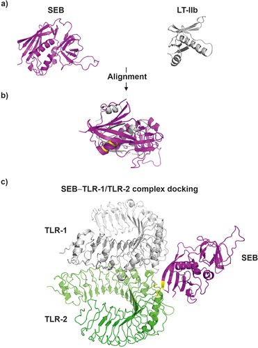 Figure 4 3D models S. aureus enterotoxin type B - SEB (3seb.pdb) and B subunit of the type II heat-labile enterotoxin of E. coli monomer (LT-IIb; qb5.pdb) (panel (A); SEB and LT-IIb alignment (TM-score = 0.43; RMSD = 4.44) (panel (B), LT-IIb residues (Met69, Ala70, Leu73 and Ser74) which responsible for binding with TLR-2 (residues Asp235 and Asn290)Citation153 are highlighted on yellow color; SEB and TLR-1 – TLR-2 complex (2z7x.pdb) docking model (panel (C), the predicted SEB residues (Lys141 and Asn142) responsible for interaction with TLR-2 (residues Asp235 and Asn290) are highlighted on yellow color. Protein alignment was performed with TM-align tool (https://zhanggroup.org/TM-align/), Protein-docking was predicted using ZDOCK tool (https://zdock.umassmed.edu/).